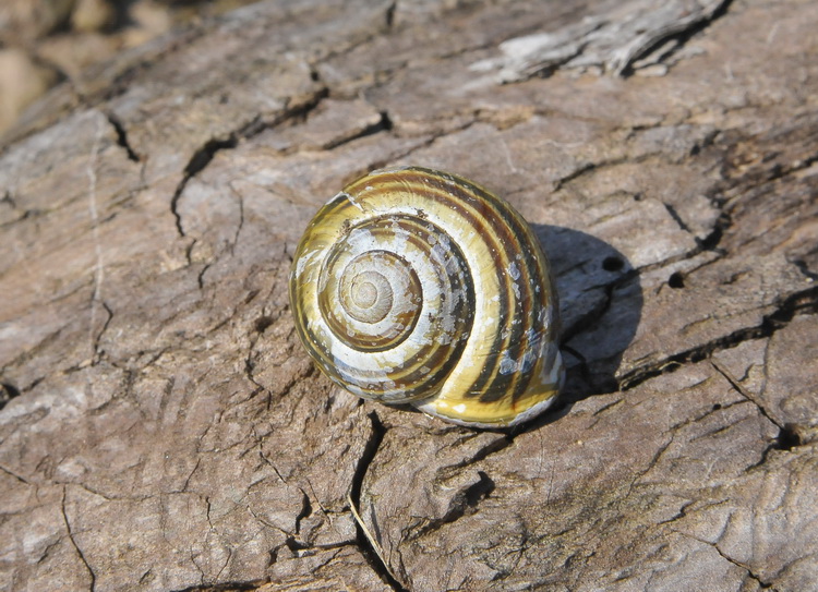 Gasteropoda di Castenuovo garfagnana